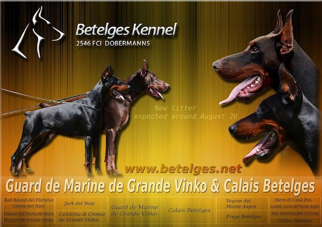 Litter S: Guard de Marine de Grande Vinko - Calais Betelges Litter S: Guard de Marine de Grande Vinko - Calais Betelges
