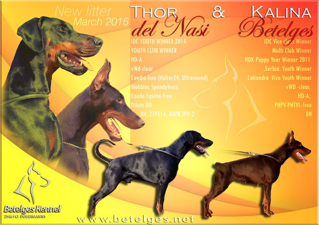 Litter W: Thor del Nasi - Kalina Betelges
