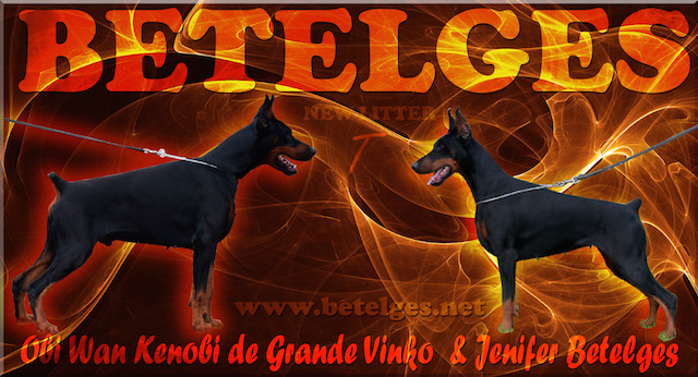 Litter T: Obi Wan Kenobi de Grande Vinko - Jenifer Betelges