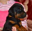 33 days old puppy from Obi Wan Kenobi de Grande Vinko and Winona Betelges