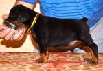 33 days old puppy from Obi Wan Kenobi de Grande Vinko and Winona Betelges