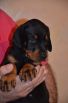 black female - 44 days old (pink collar)