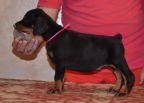 black female - 44 days old (pink collar)