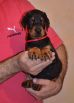 black female - 44 days old (red collar)