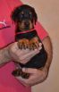 black female - 44 days old (red collar)