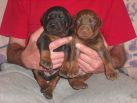Puppies 16 days old on photos