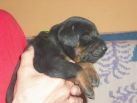 Puppies 16 days old on photos