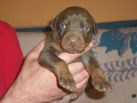 Puppies 16 days old on photos