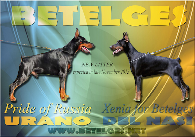 Litter U: Pride of Russia Urano - Xenia for Betelges del Nasi Litter U: Pride of Russia Urano - Xenia for Betelges del Nasi