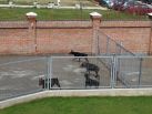 Betelges Kennel