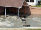Betelges Kennel