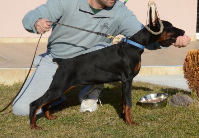 Claudia Betelges 4 months old - for sale